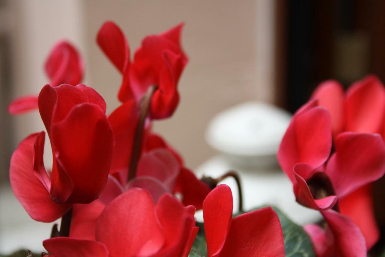 สตูดิโอ อพาร์ตเมนต์ 1 ห้องน้ำส่วนตัว ขนาด 35 ตร.ม. – เบลลาโจ Apartment ภายนอก รูปภาพ